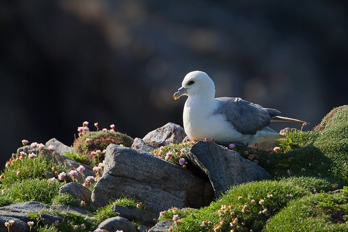 Eissturmvogel Fulmarus glacialis Northern Fulmar 
